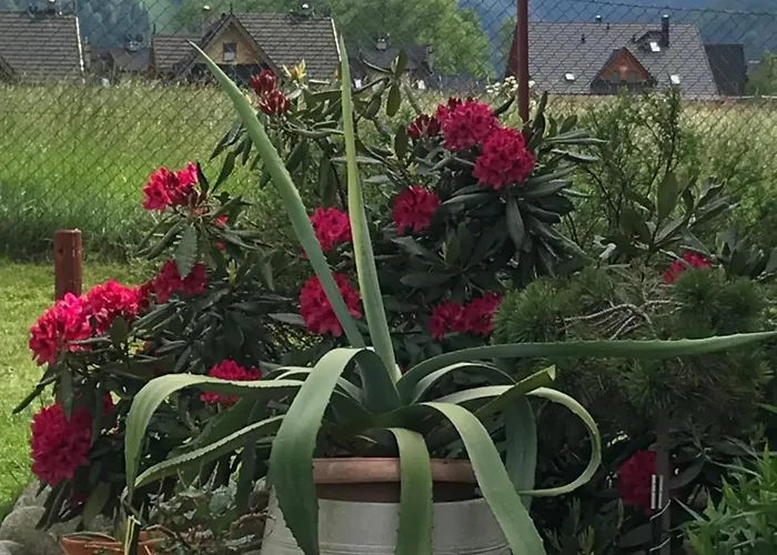 Jumper * זקופאנה